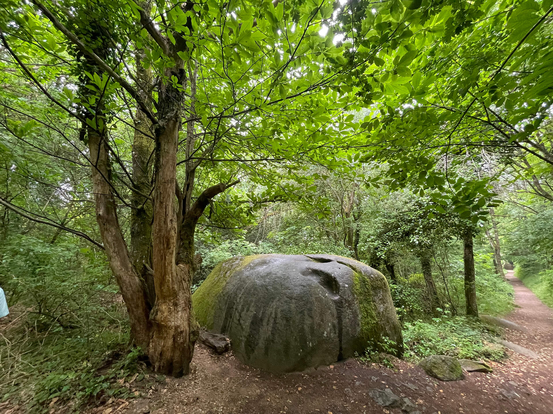 Paysage de forêt